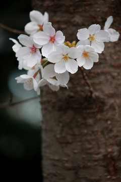 赏樱花