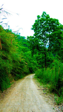 小路  林荫小路