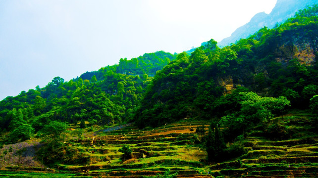 山地 绿树