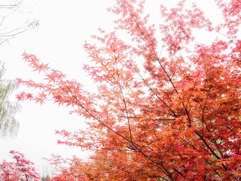 红枫叶 鸡爪槭鸡爪枫