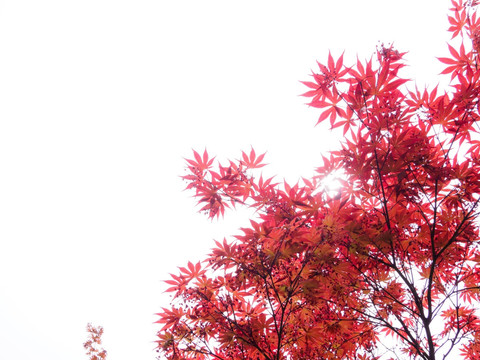 红枫叶 鸡爪槭鸡爪枫