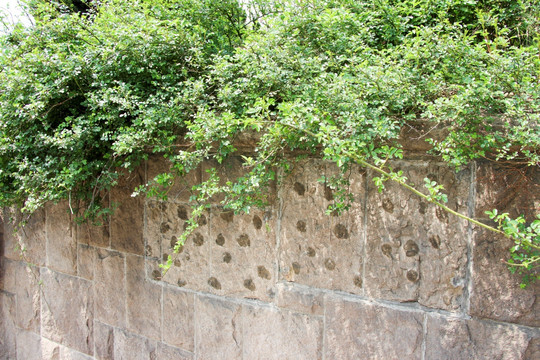 绿藤 石墙