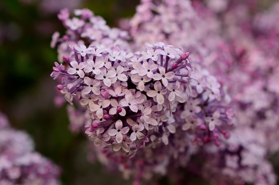 高清天然心形紫丁香花