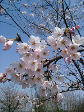 樱花