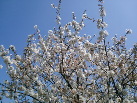 樱花