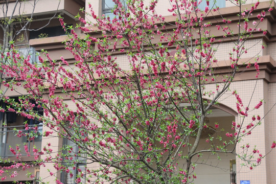 小区桃花树