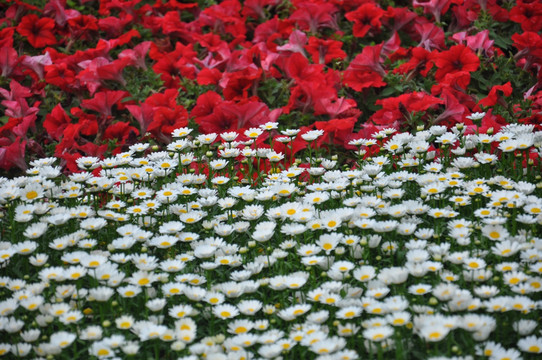 花海