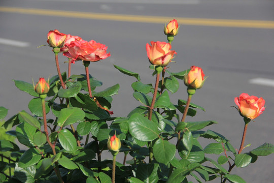 月季花
