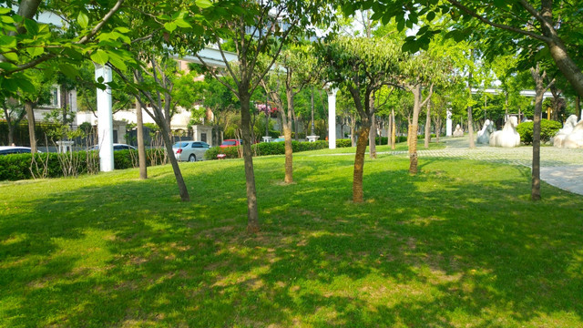 草坪