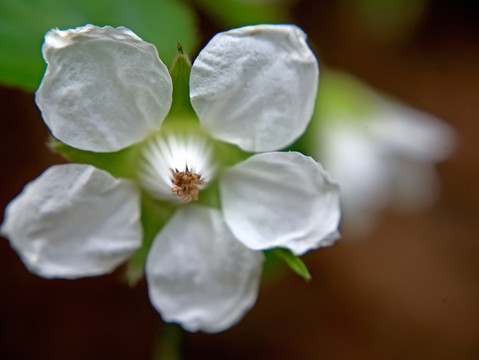 白色山莓树莓花朵微距特写