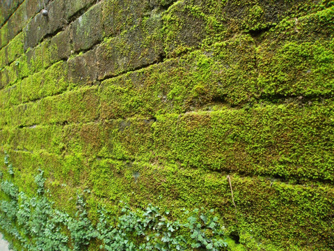 长满绿苔藓青砖旧墙