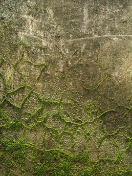 长满绿苔藓旧墙