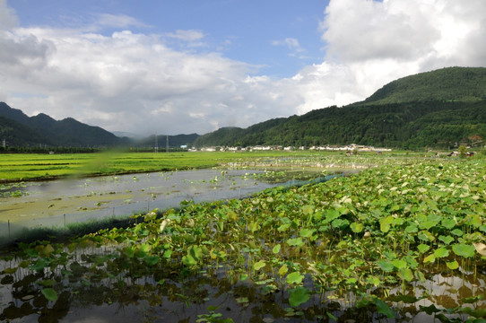 云南腾冲北海湿地