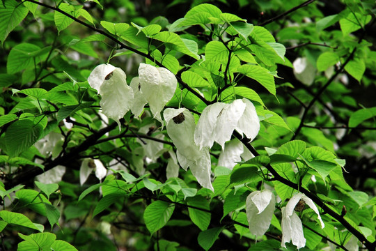 鸽子花 珙桐花