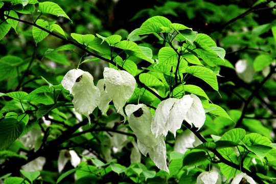 鸽子花 珙桐花