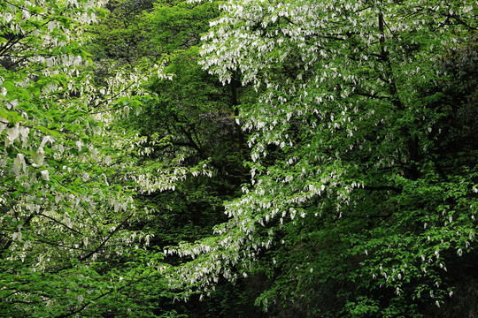 鸽子花 珙桐花