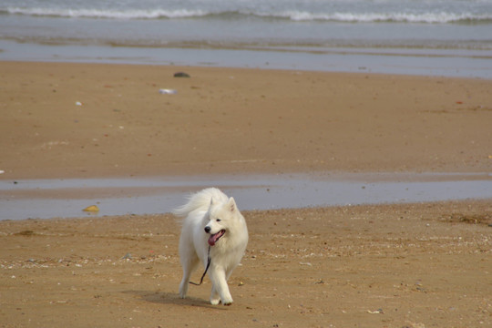 海滩上的萨摩耶犬