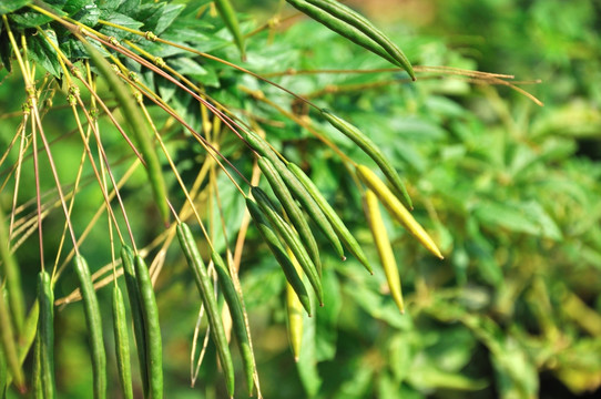 醉蝶花 果实