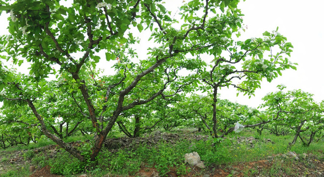 山楂树 果树