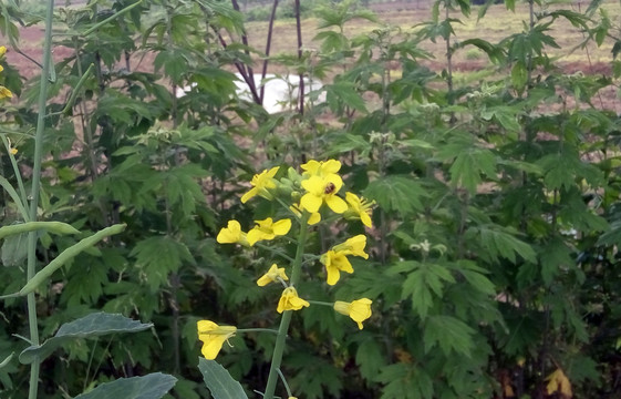 油菜花 蜜蜂