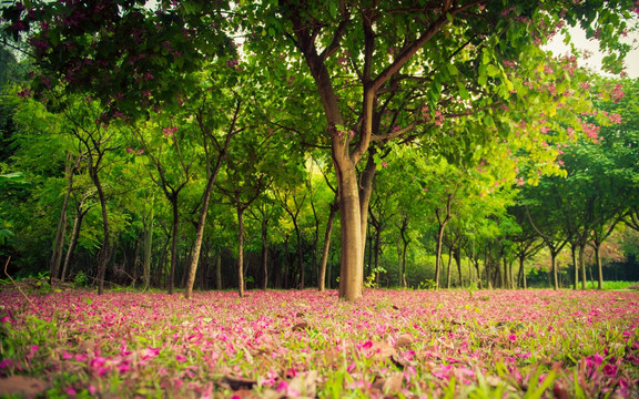 洋紫荆树