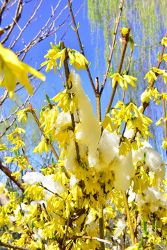 春雪 迎春花