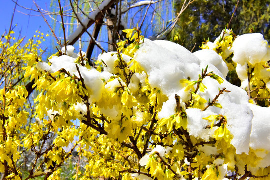 春雪 迎春花