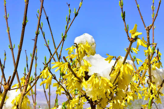 春雪 迎春花