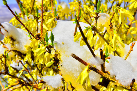 春雪 迎春花