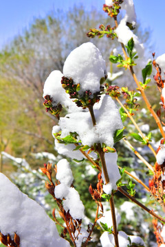 春雪 绿叶