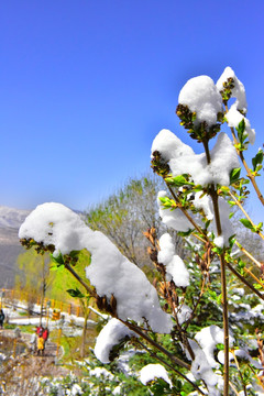 春雪 绿叶 花苞