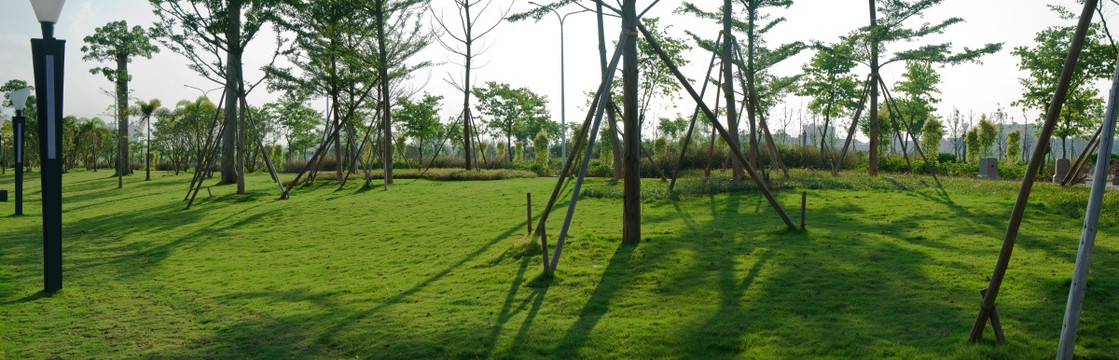 树林草地