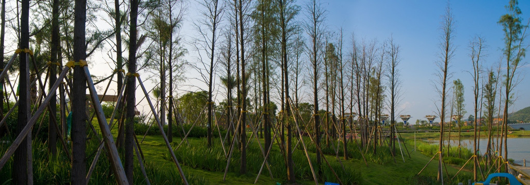 树林草地