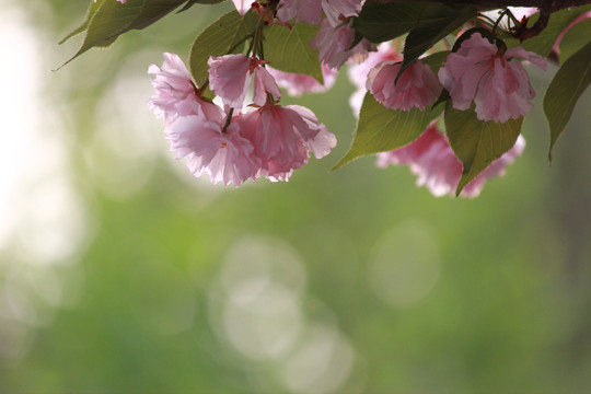 樱花节
