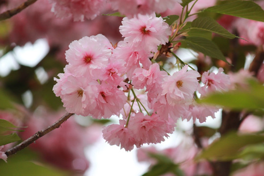 花满枝头