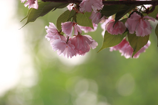 樱花