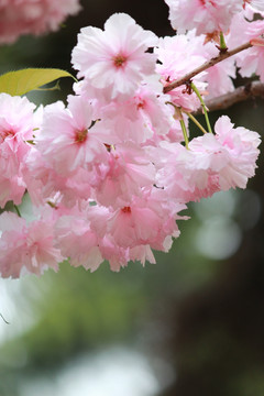 樱花