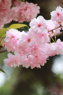 樱花