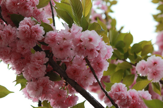 花满枝头