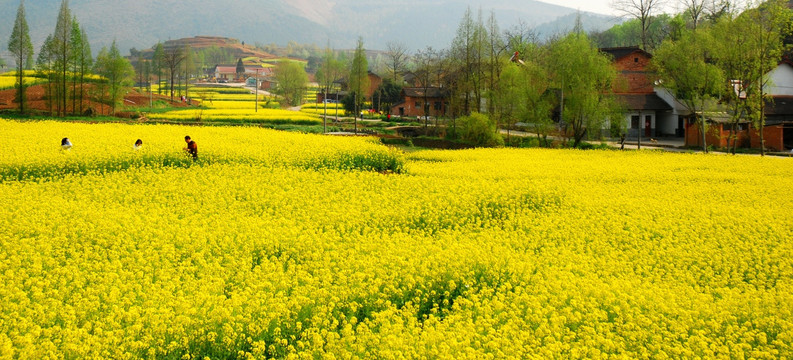 油菜花田
