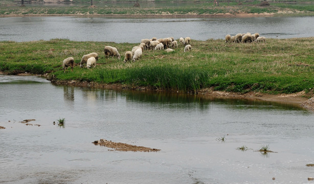 河边的羊群