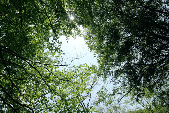 森林