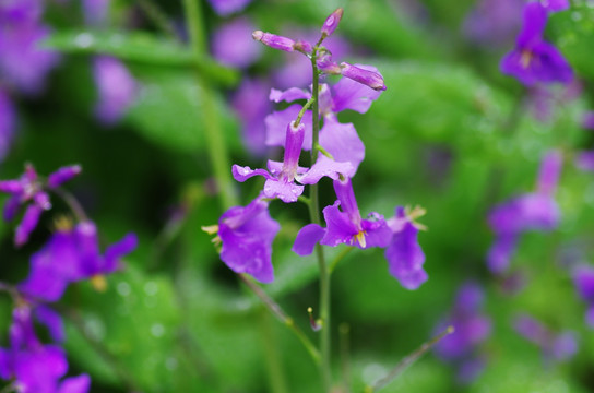 板蓝花 紫色花