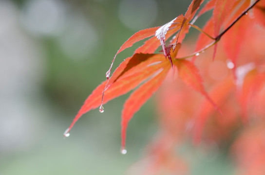 雨中的红色枫叶