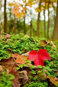 秋天的红橡树叶特写