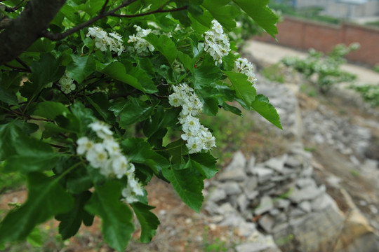 山楂花  白色花