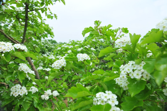 白色花  山楂花