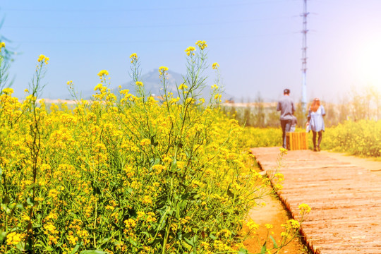 油菜花园