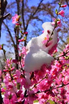 春雪 桃花