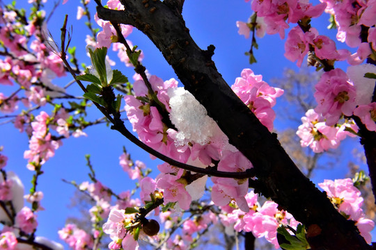 春雪 桃花